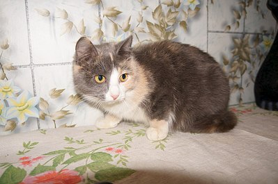 1280 X 850 193.9 Kb 1036 X 757 219.2 Kb Подкинутые животные:Смертный приговор или...?