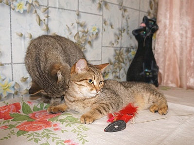 929 X 698 186.5 Kb Подкинутые животные:Смертный приговор или...?