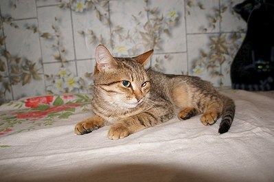 604 X 401 44.5 Kb 929 X 698 186.5 Kb Подкинутые животные:Смертный приговор или...?