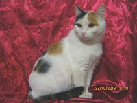 604 X 453 73.1 Kb Подкинутые животные:Смертный приговор или...?