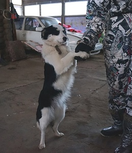 736 X 850 161.1 Kb Подкинутые животные:Смертный приговор или...?