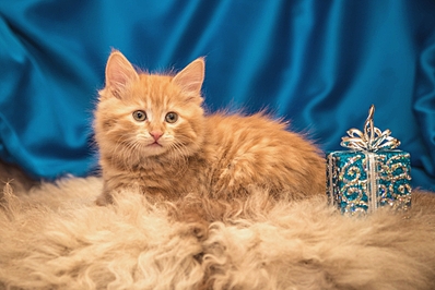 1024 X 683 424.1 Kb  .    !