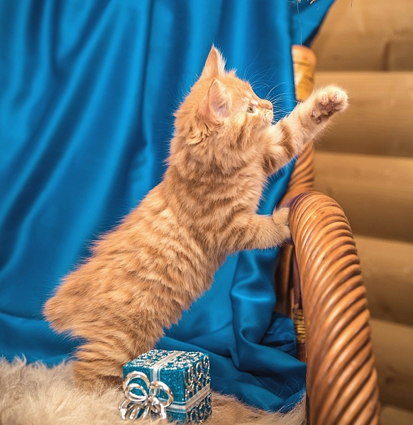 768 X 791 414.7 Kb 1024 X 683 424.1 Kb Курильский бобтейл