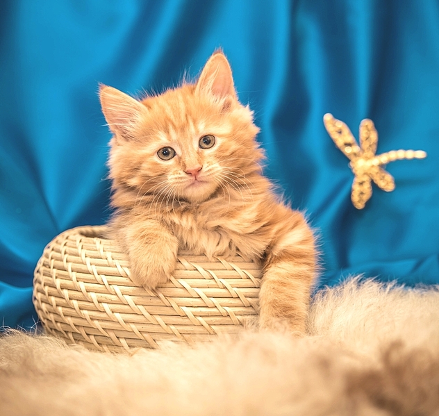 810 X 768 377.1 Kb 768 X 791 414.7 Kb 1024 X 683 424.1 Kb Курильский бобтейл