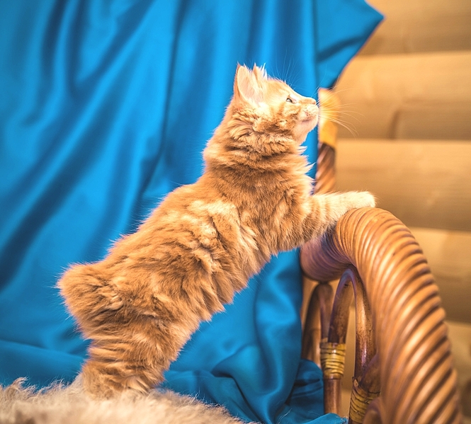 852 X 768 417.5 Kb 810 X 768 377.1 Kb 768 X 791 414.7 Kb 1024 X 683 424.1 Kb Курильский бобтейл