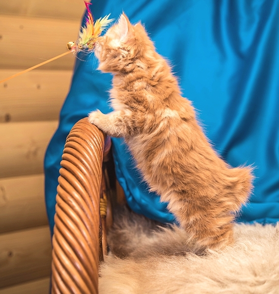 768 X 810 416.8 Kb 852 X 768 417.5 Kb 810 X 768 377.1 Kb 768 X 791 414.7 Kb 1024 X 683 424.1 Kb Курильский бобтейл