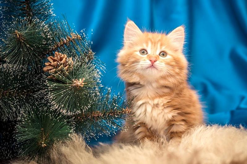 1024 X 683 116.8 Kb Курильский бобтейл