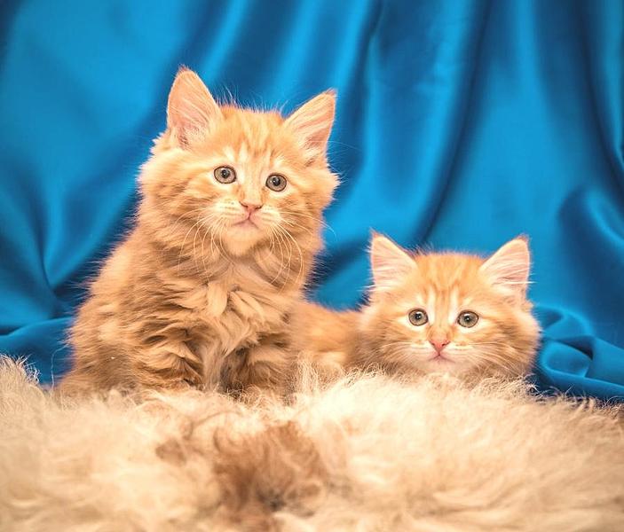 900 X 768  73.7 Kb 1024 X 683 116.8 Kb Курильский бобтейл