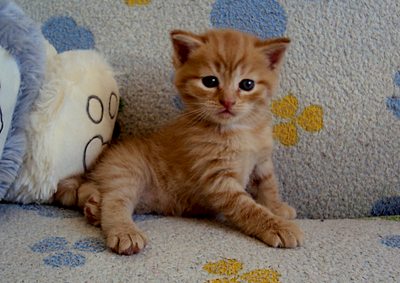 1920 X 1360 298.1 Kb ���� � ������� - �������� ������!