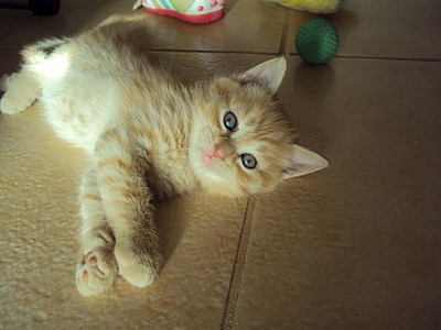 1920 X 1440 492.2 Kb ���� � ������� - �������� ������!