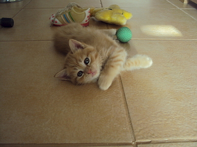 1920 X 1440 100.1 Kb 1920 X 1440 492.2 Kb ���� � ������� - �������� ������!