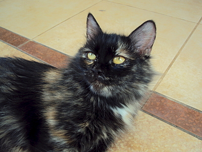 1920 X 1440 170.1 Kb 1920 X 1440 491.5 Kb 1920 X 1440 228.3 Kb ���� � ������� - �������� ������!