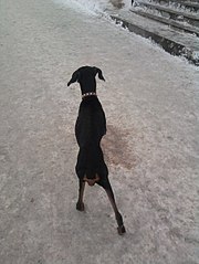 453 X 604 53.1 Kb 453 X 604 53.9 Kb  :  ...?