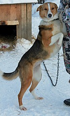 304 X 500 48.8 Kb Подкинутые животные:Смертный приговор или...?