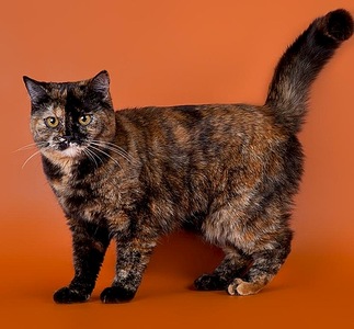 500 X 464 64.5 Kb    !