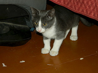 1920 X 1440 583.2 Kb   ()  