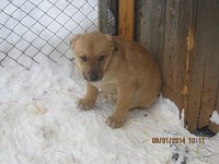 604 X 453 46.6 Kb Подкинутые животные:Смертный приговор или...?