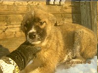 604 X 453 64.8 Kb 403 X 604 50.1 Kb 604 X 453 46.6 Kb Подкинутые животные:Смертный приговор или...?