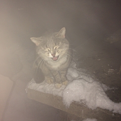 1920 X 1920  72.3 Kb ��������� �����! ��� ������?!