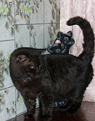 394 X 500 71.8 Kb 453 X 500 73.7 Kb Брутальный кот Граф