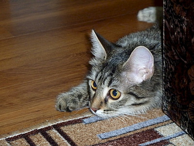 1920 X 1440 745.4 Kb     