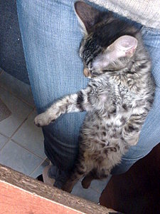 1200 X 1600 429.6 Kb 1920 X 1438 524.3 Kb     