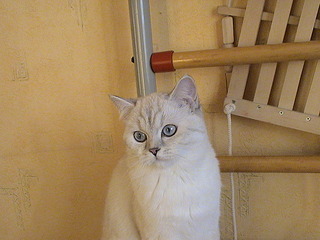 1152 X 864 479.7 Kb 1152 X 864 490.1 Kb 1152 X 864 490.6 Kb Питомник'Gem Sweet'.Любимые британские ПЛЮШКИ.Британские котята: белые,черные,голубые
