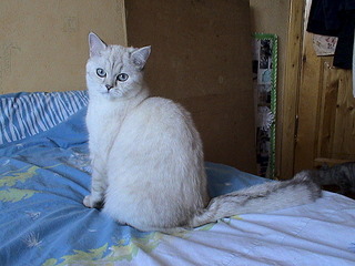 1152 X 864 482.1 Kb Питомник'Gem Sweet'.Любимые британские ПЛЮШКИ.Британские котята: белые,черные,голубые