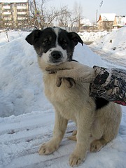 1920 X 2560 887.6 Kb 1920 X 1440 619.9 Kb 1920 X 2560 762.2 Kb        