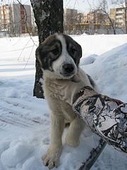 1920 X 2560 917.2 Kb        