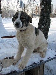 1920 X 2560 946.4 Kb 1920 X 2560 887.6 Kb Подкинутые животные:Смертный приговор или...?