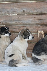 682 X 1024 196.7 Kb 1920 X 2560 946.4 Kb 1920 X 2560 887.6 Kb Подкинутые животные:Смертный приговор или...?