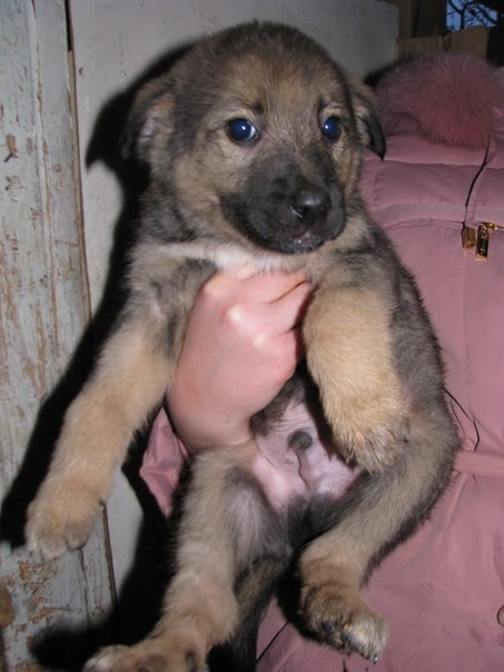 Распознать породу по щенку. Определить породу щенка. Как узнать породность собаки. Как узнать породу щенка. Как узнать щенок.