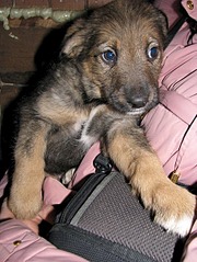 453 X 604 108.3 Kb 453 X 604 75.8 Kb 453 X 604 60.4 Kb Передержка Простоквашино (на Болоте). ОЧЕНЬ МНОГО БРОШЕННЫХ ЖИВОТНЫХ!