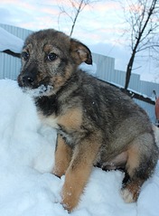 593 X 807 113.6 Kb 538 X 807 68.2 Kb Передержка Простоквашино (на Болоте). ОЧЕНЬ МНОГО БРОШЕННЫХ ЖИВОТНЫХ!