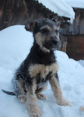 581 X 807 83.2 Kb 555 X 807 64.2 Kb 593 X 807 113.6 Kb 538 X 807 68.2 Kb Передержка Простоквашино (на Болоте). ОЧЕНЬ МНОГО БРОШЕННЫХ ЖИВОТНЫХ!