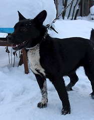 632 X 807 89.3 Kb Передержка Простоквашино (на Болоте). ОЧЕНЬ МНОГО БРОШЕННЫХ ЖИВОТНЫХ!