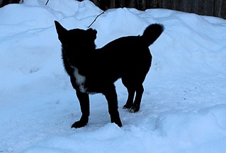 807 X 549 68.2 Kb 570 X 807 69.0 Kb 632 X 807 89.3 Kb Передержка Простоквашино (на Болоте). ОЧЕНЬ МНОГО БРОШЕННЫХ ЖИВОТНЫХ!