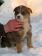 605 X 807 103.6 Kb Передержка Простоквашино (на Болоте). ОЧЕНЬ МНОГО БРОШЕННЫХ ЖИВОТНЫХ!