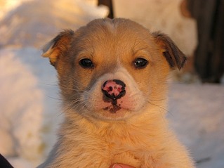 807 X 605 90.8 Kb 807 X 605 126.9 Kb 605 X 807 103.6 Kb Передержка Простоквашино (на Болоте). ОЧЕНЬ МНОГО БРОШЕННЫХ ЖИВОТНЫХ!