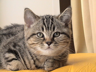 1152 X 864 410.6 Kb 1152 X 864 501.8 Kb  