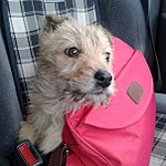 604 X 604 86.9 Kb 768 X 1024 134.2 Kb 604 X 341 56.2 Kb Подкинутые животные:Смертный приговор или...?