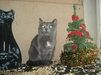 1280 X 960 245.6 Kb Подкинутые животные:Смертный приговор или...?