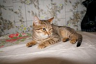 604 X 401 44.5 Kb Подкинутые животные:Смертный приговор или...?