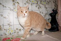 1280 X 850 155.7 Kb 1280 X 850 169.9 Kb Подкинутые животные:Смертный приговор или...?