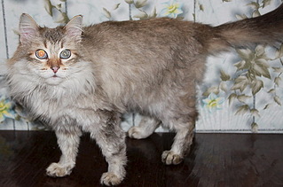 500 X 331  53.5 Kb      .