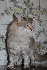 533 X 800 113.0 Kb 451 X 500  67.0 Kb 500 X 331  53.5 Kb      .