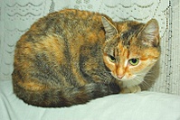 807 X 538 174.0 Kb Подкинутые животные:Смертный приговор или...?