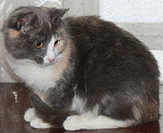 800 X 656 159.9 Kb Подкинутые животные:Смертный приговор или...?