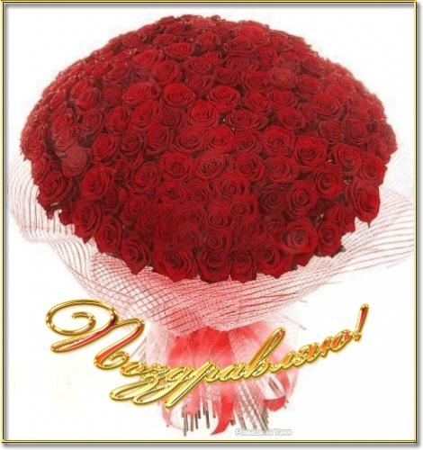 470 x 500 Кокер-спаниель